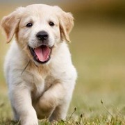 [FORUM] Duh anjing gemes banget tapi haram:(