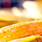 Tak Melulu Dibakar, Berbagai Olahan Makanan Nikmat Ini Ternyata Berbahan Dasar Jagung Lho