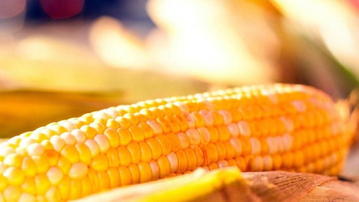 Tak Melulu Dibakar, Berbagai Olahan Makanan Nikmat Ini Ternyata Berbahan Dasar Jagung Lho