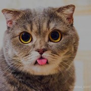 [FORUM] Katanya muslim, tapi kok masih suka nyiksa kucing?