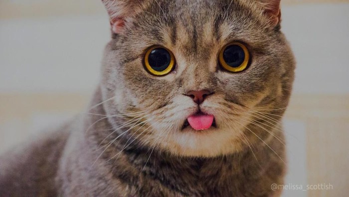 [FORUM] Katanya muslim, tapi kok masih suka nyiksa kucing?