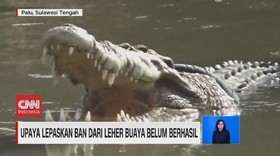 VIDEO: Upaya Lepaskan Ban dari Leher Buaya Belum Berhasil