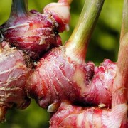 Selain Bisa Turunkan Berat Badan, 8 Manfaat Jahe Merah Ini Mungkin Belum Ketahui