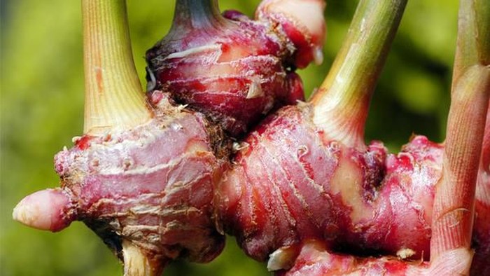 Selain Bisa Turunkan Berat Badan, 8 Manfaat Jahe Merah Ini Mungkin Belum Ketahui