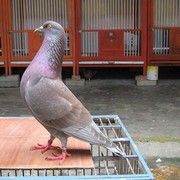 [FORUM] Suka kasihan sama burung merpati:(