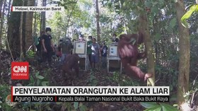 VIDEO: Penyelamatan Orangutan ke Alam Liar