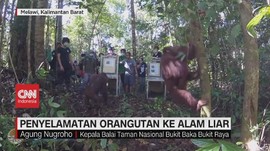 VIDEO: Penyelamatan Orangutan ke Alam Liar