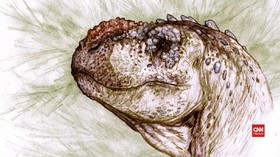 VIDEO: Penemuan Fosil Kerabat T-Rex di Argentina