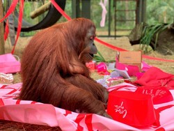 Selamat! Orang Utan Ini Ultah ke-34 dan Dapat Teman Baru