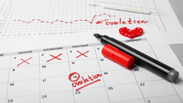 Young woman hand holding red clock Ovulation test strip with calendar in background. Positive result. It is a time for baby.Gynecology concept