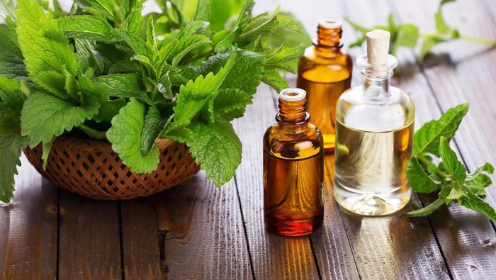 Manfaat Peppermint untuk Tubuh yang Bisa Tingkatkan Konsentrasi