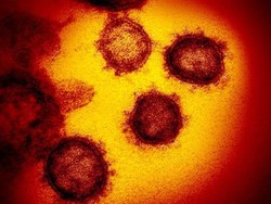 Penasaran? Ini Lho Penampakan Virus Corona COVID-19 yang Sebenarnya