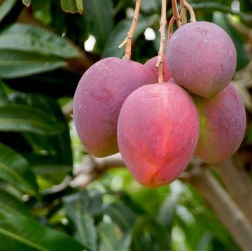 img-title Fakta Mangga Irwin Ungu, Buah yang Cantik dan Kaya akan Manfaat
