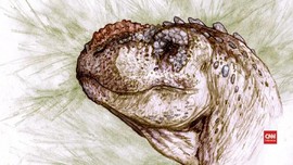 VIDEO: Fosil Tralkasaurus, Saudara Jauh Tyrannosaurus
