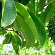 Belum Banyak yang Tahu, Ini Manfaat Daun Sirsak untuk Kesehatan
