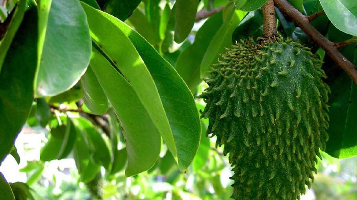 Belum Banyak yang Tahu, Ini Manfaat Daun Sirsak untuk Kesehatan