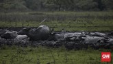 FOTO: Pemandangan Langka Taman Nasional Baluran Menghijau Di musim hujan, Sabana Bekol di TN Baluran yang biasanya kuning mengering terlihat bak hamparan permadani nan menghijau.