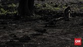 FOTO: Pemandangan Langka Taman Nasional Baluran Menghijau Di musim hujan, Sabana Bekol di TN Baluran yang biasanya kuning mengering terlihat bak hamparan permadani nan menghijau.