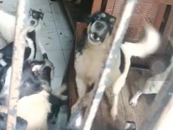 Cerita Sekuriti soal 30 Anjing yang Terkurung di Perumahan di Depok