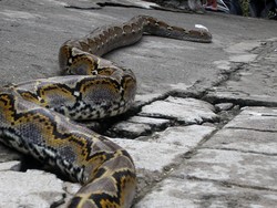LIPI Ungkap Bahaya Lilitan Ular Sanca yang Tewaskan ABG di Tangsel