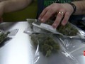 Jadi Tanaman Binaan Kementan, Ganja Tetap Ilegal di Indonesia