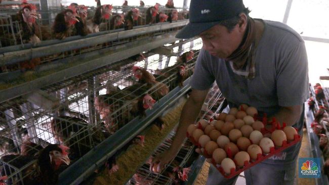 Maaf! Harga Telur dan Daging Ayam Sulit Turun, Ini Alasannya