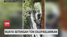 VIDEO: Buaya Setengah Ton Ngamuk Saat Akan Dilepasliarkan