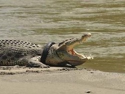 Penangkap Buaya Australia Belum Menyerah Selamatkan Bos Besar Sungai Palu