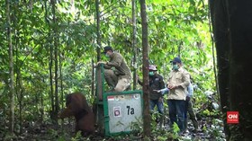 VIDEO: Tiga Orang Utan Dilepasliarkan