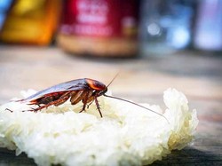Nggak Perlu Insektisida, Ini 8 Cara Usir Kecoa dari Rumah dengan Bahan Alami