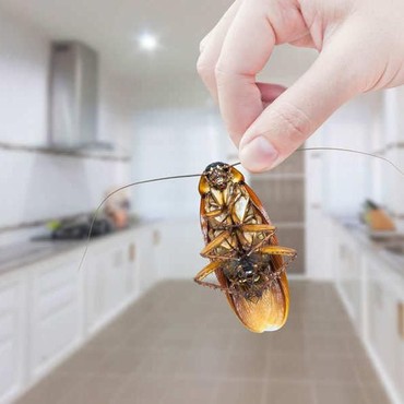 5 Cara Praktis Usir Kecoa dari Rumah, Dijamin Ampuh!