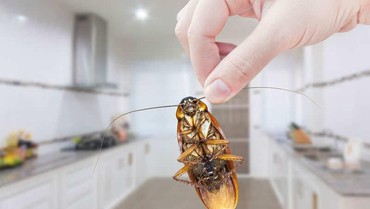 5 Cara Praktis Usir Kecoa dari Rumah, Dijamin Ampuh!