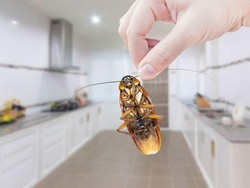 Ada Kecoa Besar di Dapurnya, Pria Ini Pasang Iklan di Internet