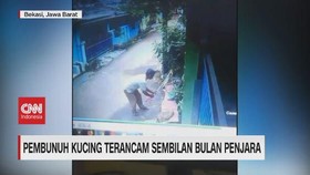 VIDEO: Pembunuh Kucing Terancam 9 Bulan Penjara