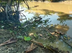 Polisi Selidiki Asal Bangkai Babi di Sungai Batu Bara Sumut