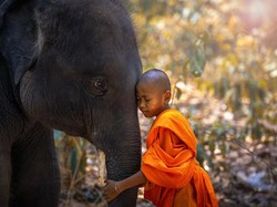 Gajah, Simbol Nasional Thailand yang Terancam Punah