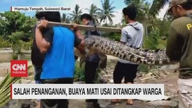 VIDEO: Salah Penanganan, Buaya Mati Usai Ditangkap Warga