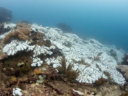 Kabar Buruk, Kerusakan Terumbu Karang di Pangandaran Makin Parah