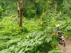 Bukan Wilis, Sentra Porang di Madiun Ternyata Ada di Gunung Pandan
