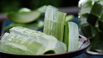 LIDAH BUAYA HINGGA HAZEL, SKINCARE ALAMI UNTUK ATASI JERAWAT