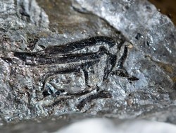 Fosil Dinosaurus Mungil nan Sensasional Ditemukan di Jerman