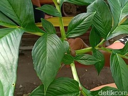 Jangan Sampai Salah, Ada 4 Tanaman Mirip Porang, Apa Saja?