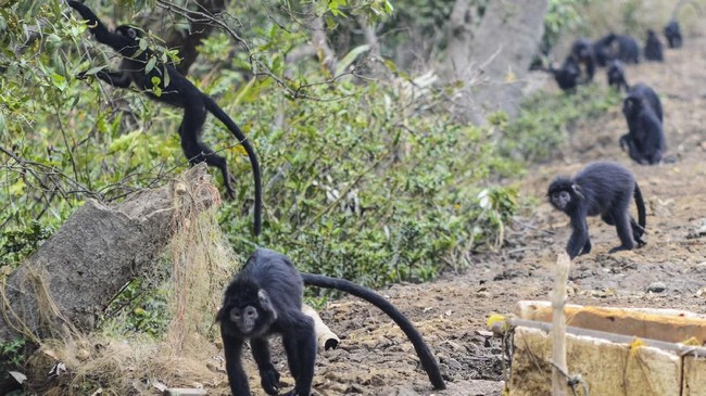 FOTO: Lutung Jawa Tersudut Pembangunan Bekasi