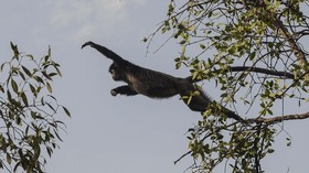 FOTO: Lutung Jawa Tersudut Pembangunan Bekasi