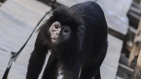 Seekor lutung jawa berjalan di atas jembatan kayu di area konservasi di kawasan Mangrove Muaragembong, Kabupaten Bekasi, Jawa Barat. ANTARA FOTO/Fakhri Hermansyah