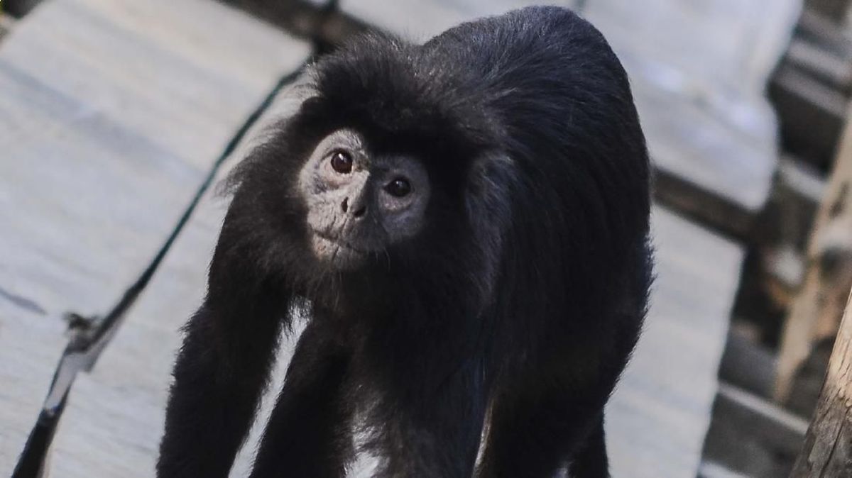 Lutung Jawa 'Momon' Dievakuasi Usai Dipelihara Warga Bondowoso