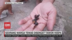 VIDEO: Seorang Warga Tewas Disengat Tawon Vespa