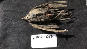 Burung dari Zaman Es Ditemukan Membeku di Siberia