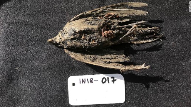 Fosil burung yang relatif utuh dengan bulu yang masih lengkap dari era zaman es ditemukan membeku di Siberia.