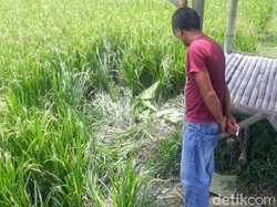 Geger di Bondowoso, Penemuan Mayat Tanpa Kepala di Pematang Sawah